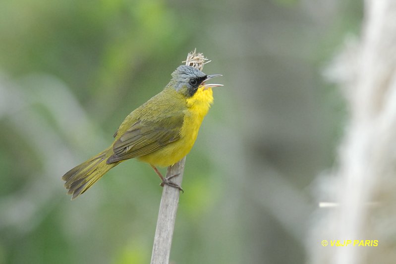 Geothlypis aequinoctialis