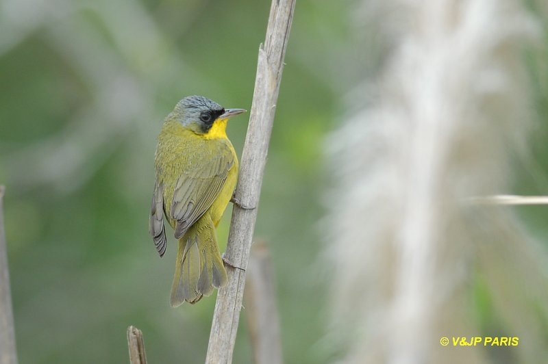 Geothlypis aequinoctialis
