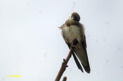 Hirondelle tapère