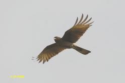 Caracara chimango