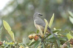Saltator gris