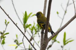 Chardonneret de Magellan