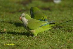 Conure veuve