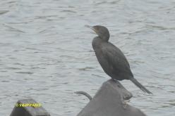 Cormoran vigua