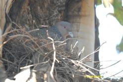 Pigeon picazuro