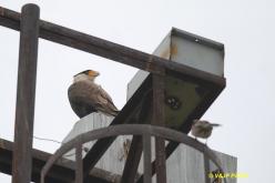 Caracara huppé