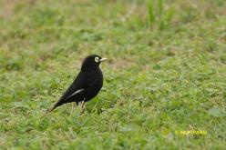 Ada clignot