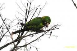 Conure pavouane