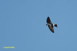 Hirondelle à diadème