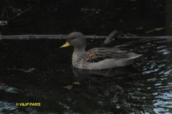 Canard à queue pointue