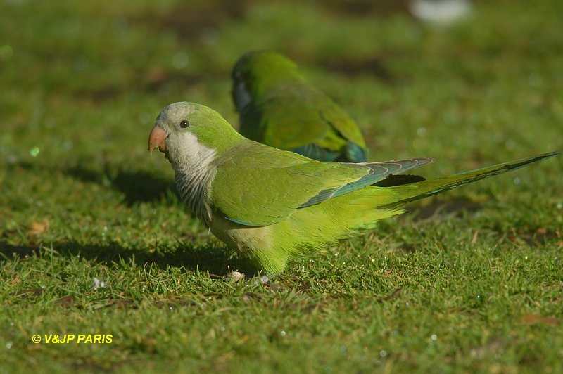 Myiopsitta monachus