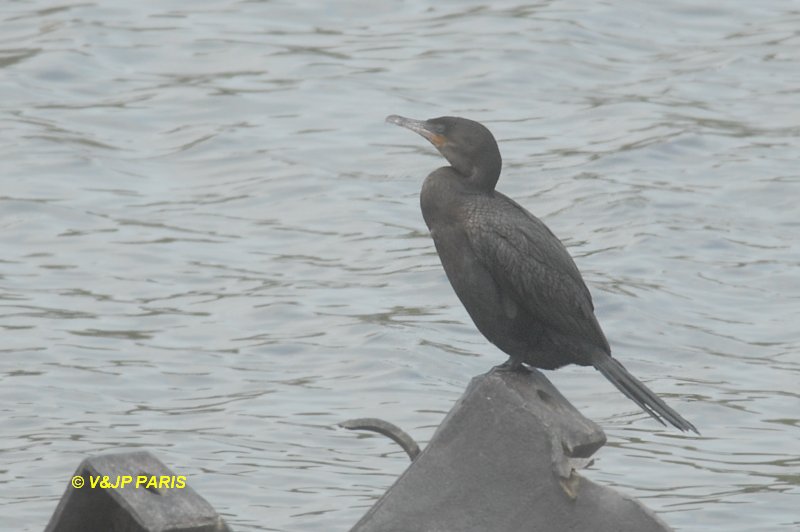 Phalacrocorax brasilianus