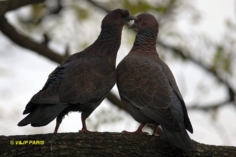 Patagioenas picazuro