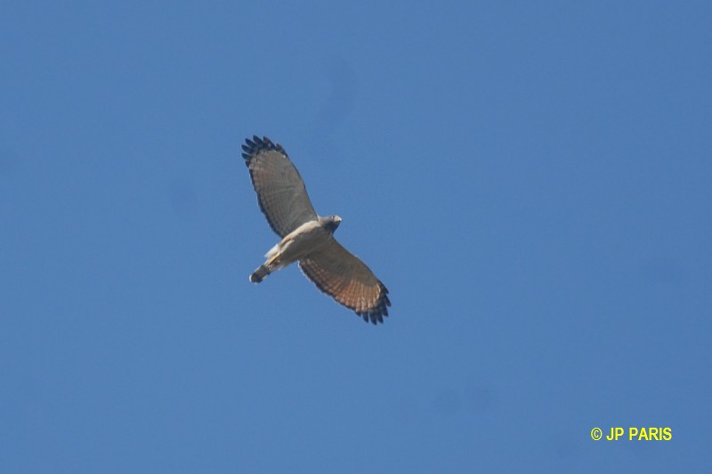 Rupornis magnirostris