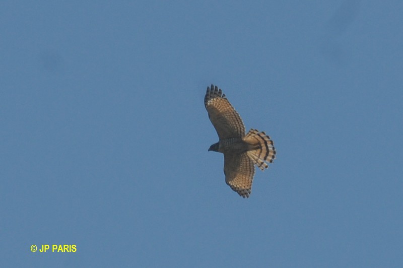 Rupornis magnirostris