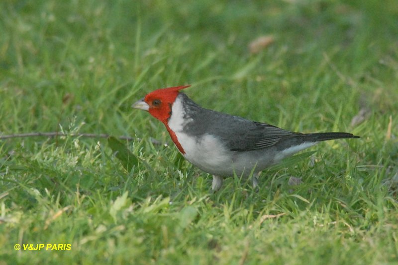 Paroaria coronata