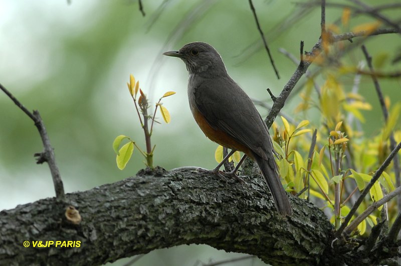 Turdus rufiventris