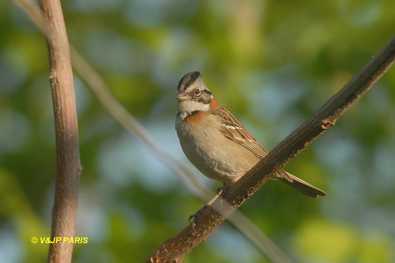 Zonotrichia capensis