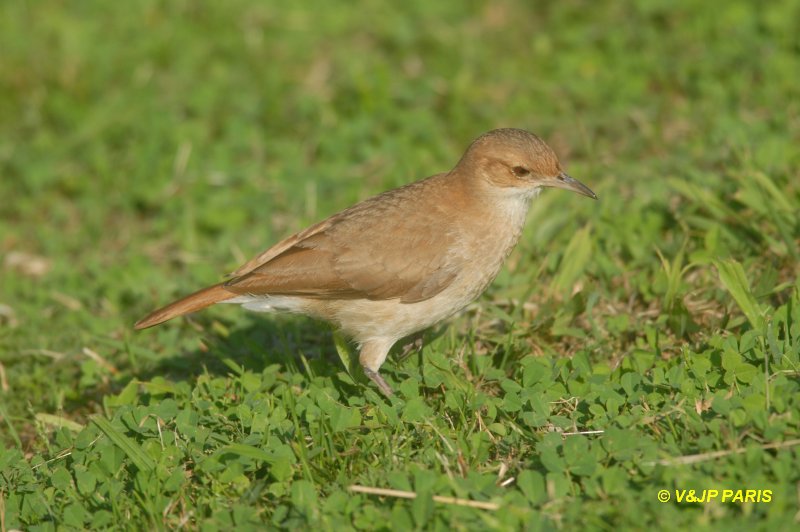 Furnarius rufus