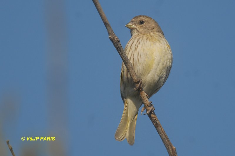 Sicalis flaveola