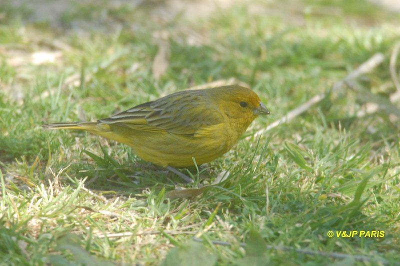 Sicalis flaveola