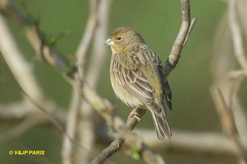 Sicalis flaveola