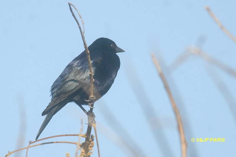 Molothrus bonariensis