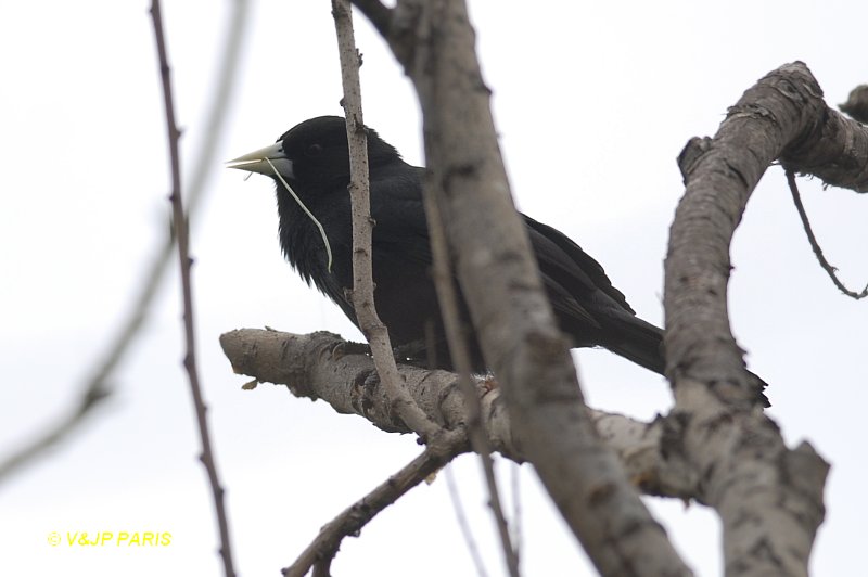 Cacicus solitarius