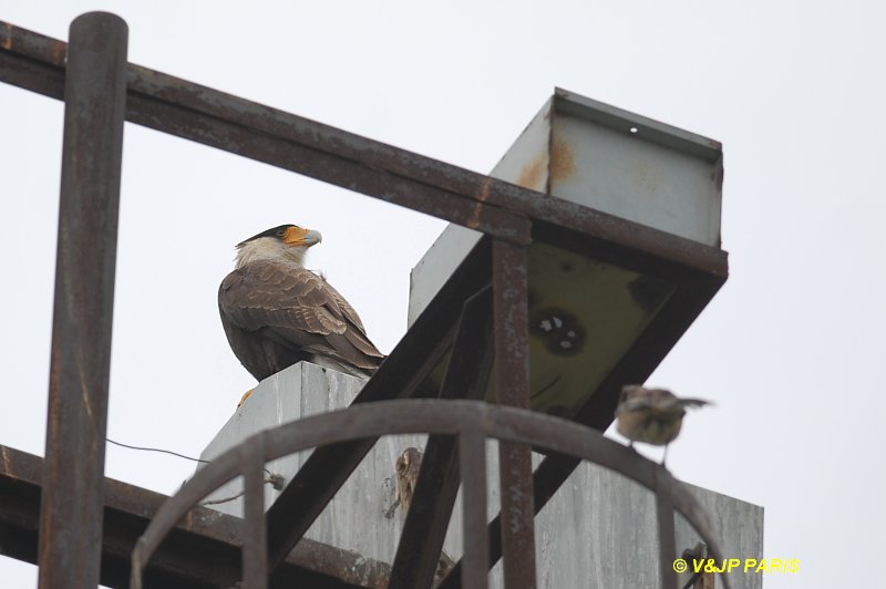 Caracara plancus