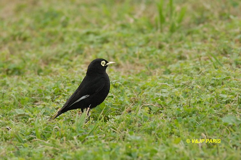 Hymenops perspicillatus