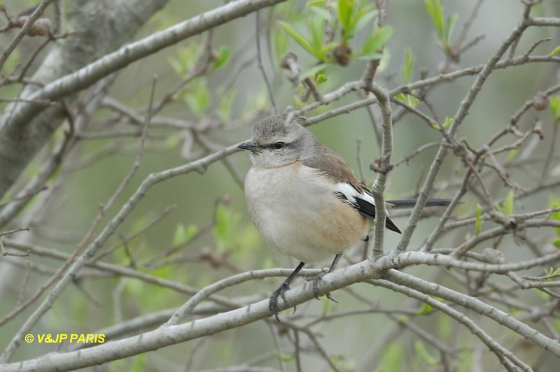 Mimus triurus