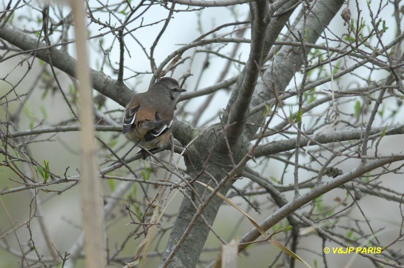 Mimus triurus