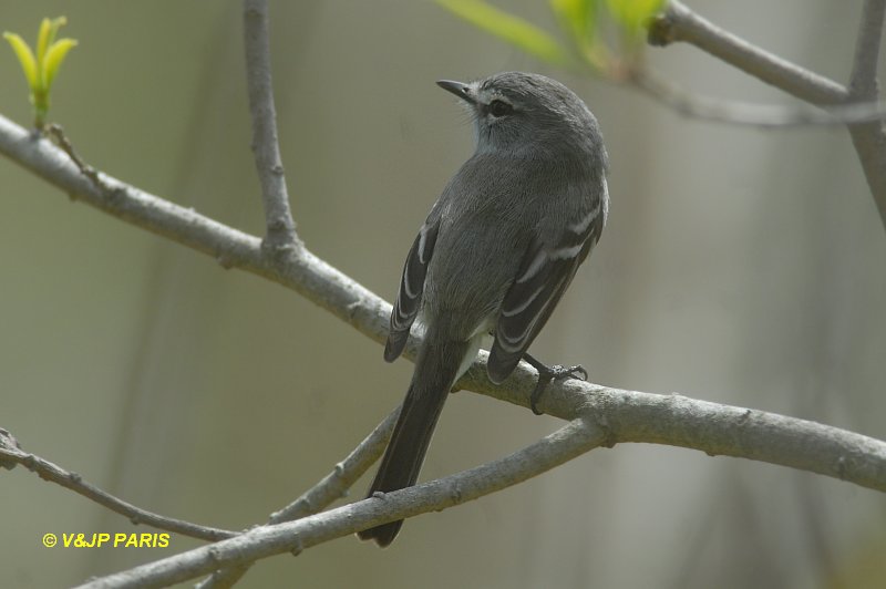 Serpophaga subcristata