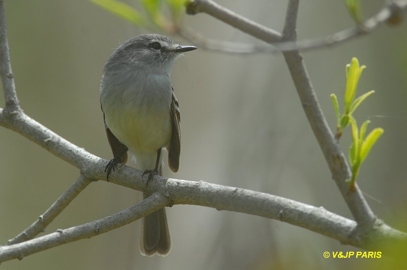 Serpophaga subcristata