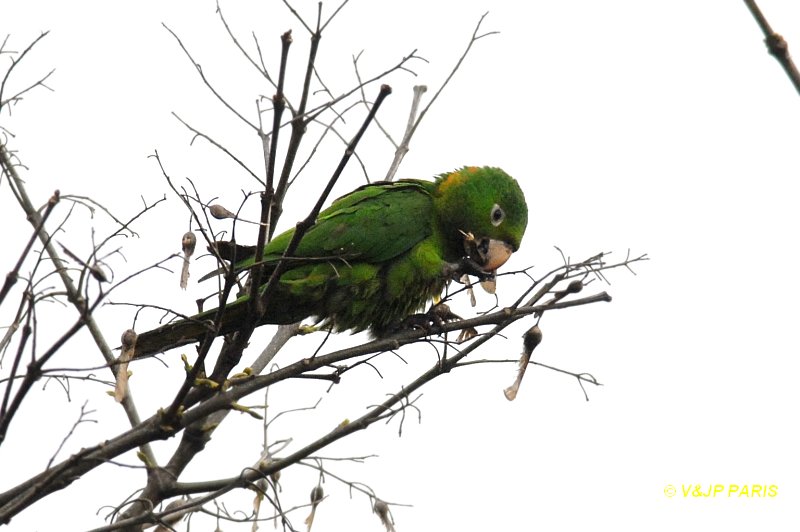 Aratinga leucophthalma