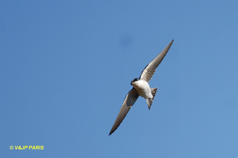 Tachycineta leucorrhoa