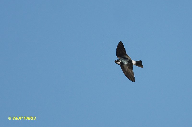 Tachycineta leucorrhoa