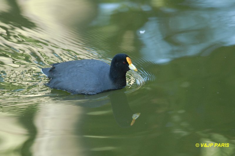 Fulica leucoptera