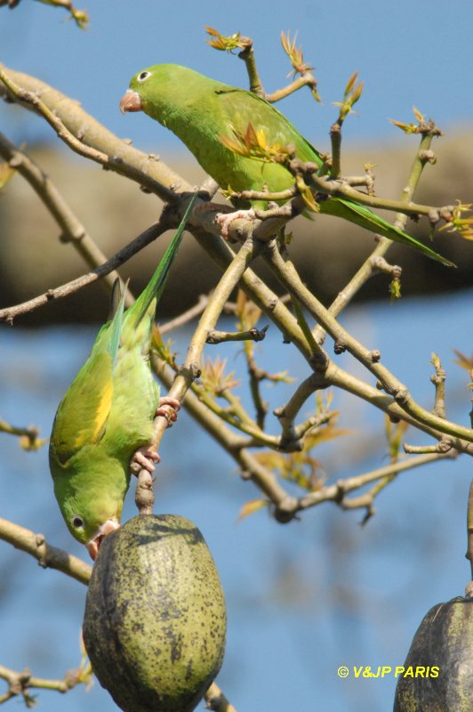 Brotogeris chiriri