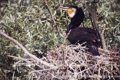 Grand Cormoran