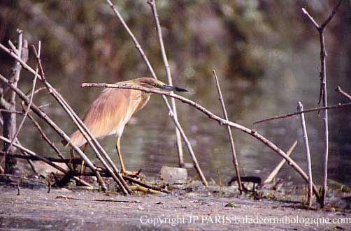Ardeola ralloides