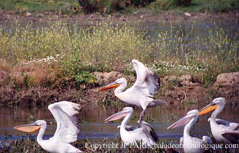 Pelecanus crispus