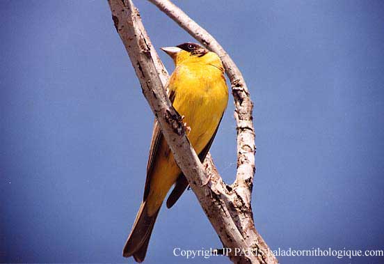 Emberiza melanocephala