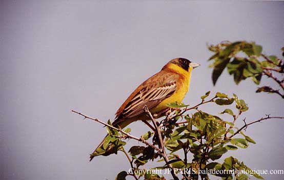 Emberiza melanocephala