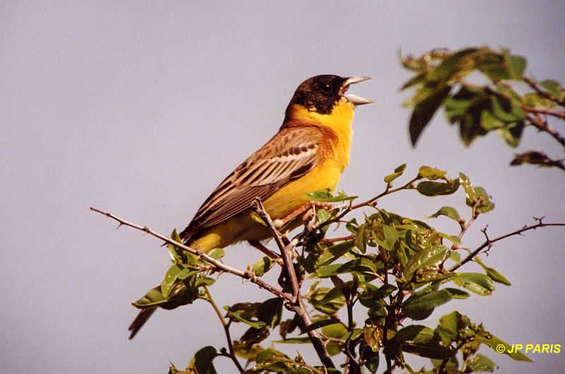 Emberiza melanocephala