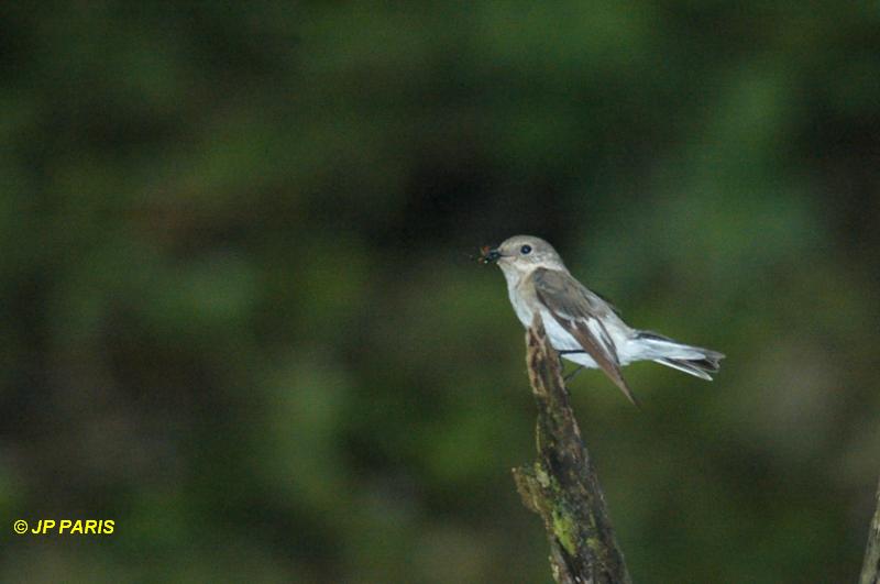 Ficedula albicollis