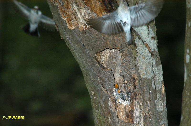 Ficedula albicollis