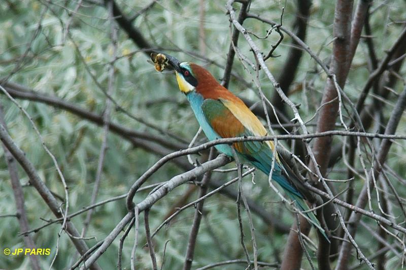 Merops apiaster