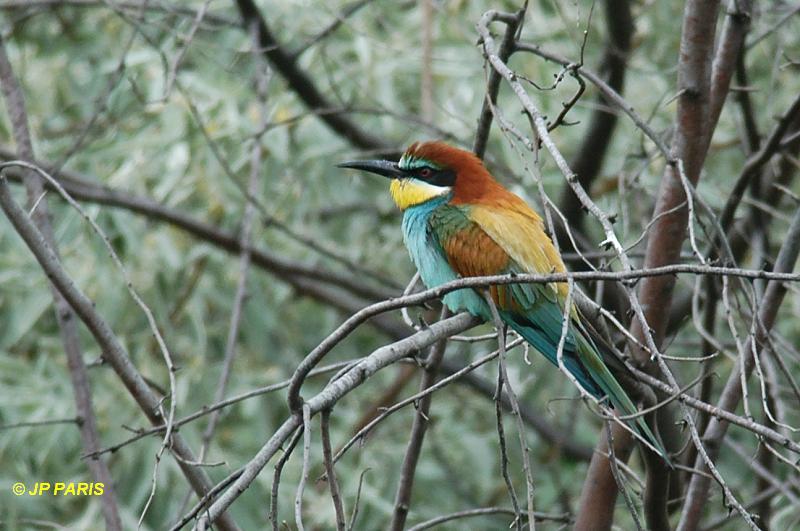 Merops apiaster