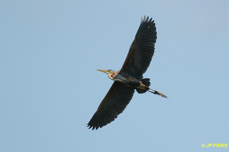 Ardea purpurea